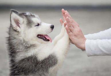 Hund gibt Pfote