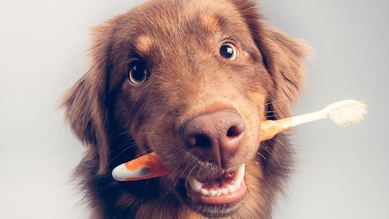 Hund mit Zahnbürste