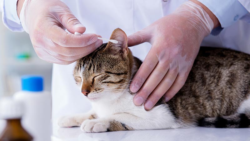 Katze Ohren reinigen