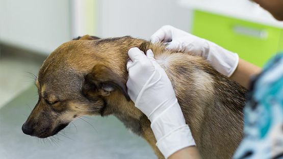 Hundehaut wird kontrolliert